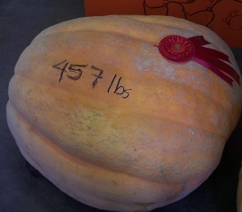 208kg pumpkin